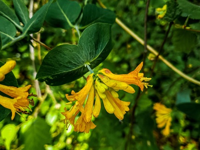 Orange honeysuckle