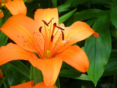 Orange lily