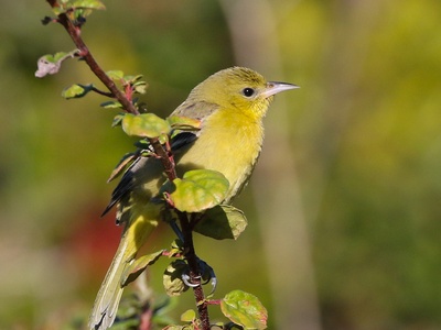 Orchard Oriole