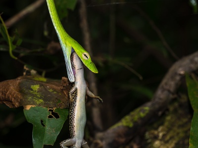 Oriental whip snake