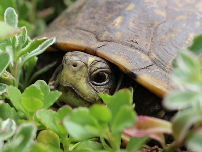 Ornate box turtle