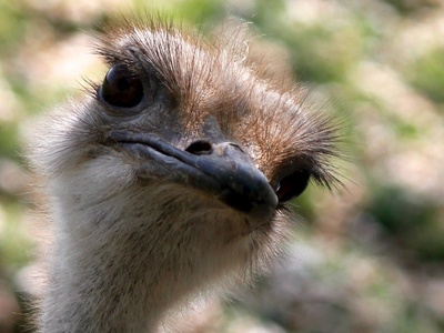 Ostrich