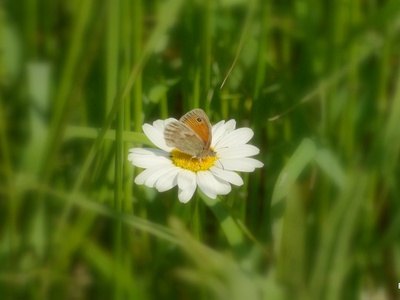 Oxeye Daisy
