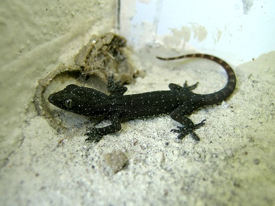 Pacific gecko