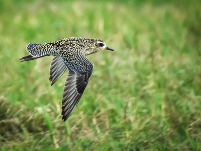Pacific golden-plover