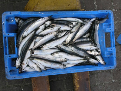 Pacific herring