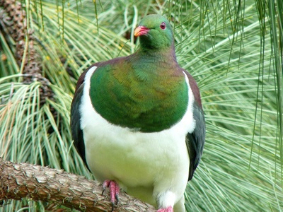 Pacific pigeon (Kukupa)