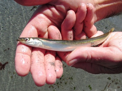 Pacific sand lance