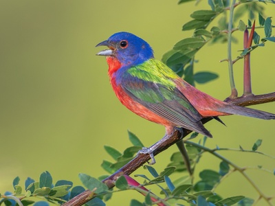 Painted Bunting