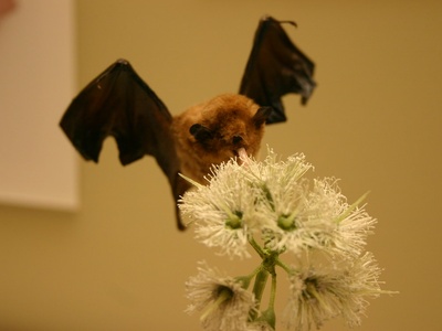 Pallas's long-tongued bat