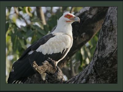 Palm-nut Vulture