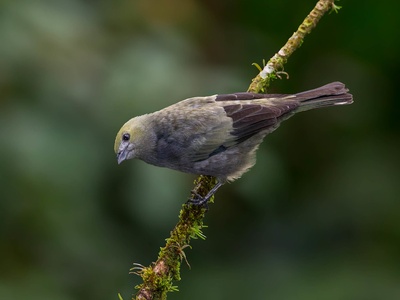 Palm Tanager