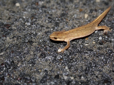 Palmate newt