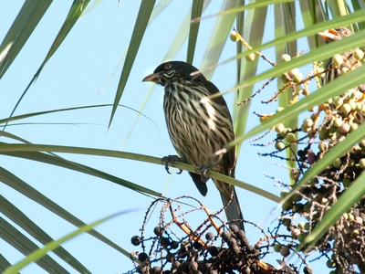 Palmchat