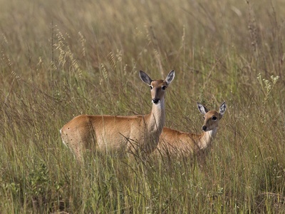 Pampas deer