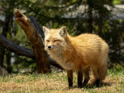 Pampas fox