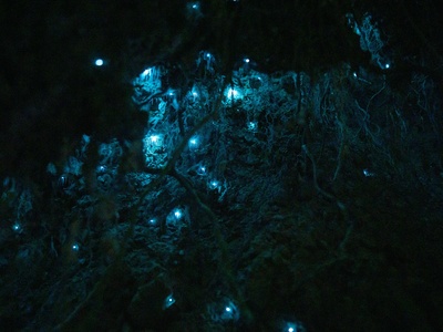 Pandora bioluminescent trees (fictional)
