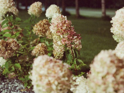 Panicle Hydrangea