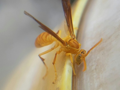 Paper wasp