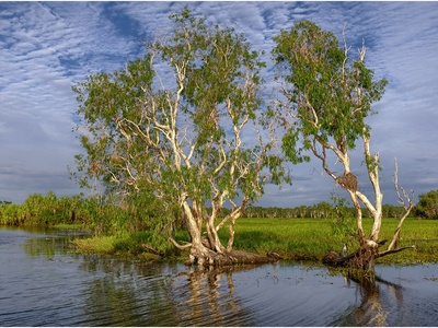 Paperbark (Melaleuca)