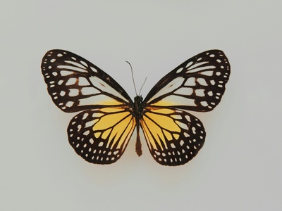 Papillon