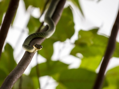 Paradise tree snake