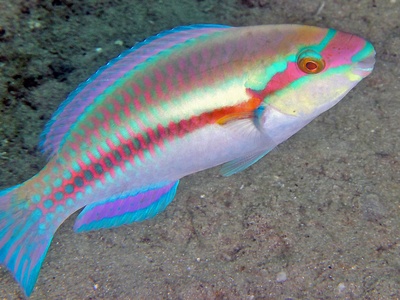 Parrotfish