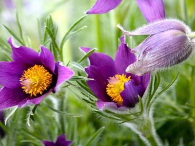 Pasqueflower