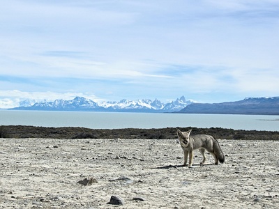 Patagonian fox