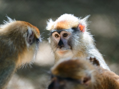 Patas monkey