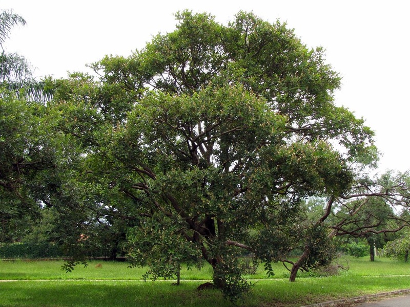 Tava Tree Savanna Trees: The Complete List - Flora Fauna Fun