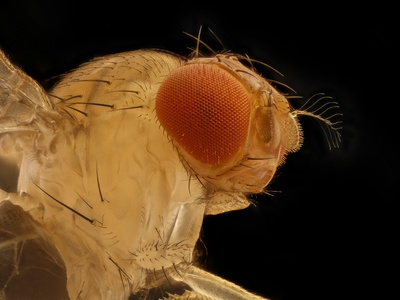 Peach fruit fly