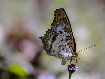 Peacock butterfly