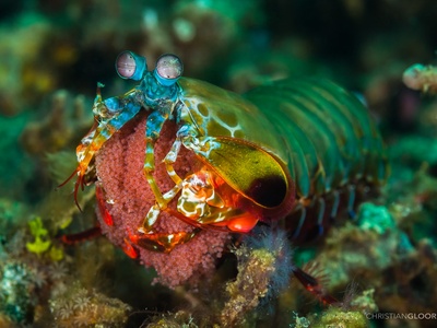 Peacock mantis shrimp