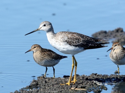 Pectoral sandpiper