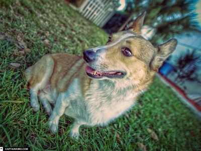 Pembroke Welsh Corgi