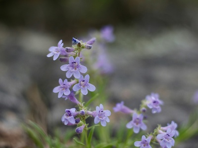 Penstemon (beardtongue)
