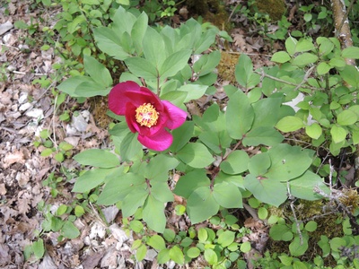 Peony (wild)