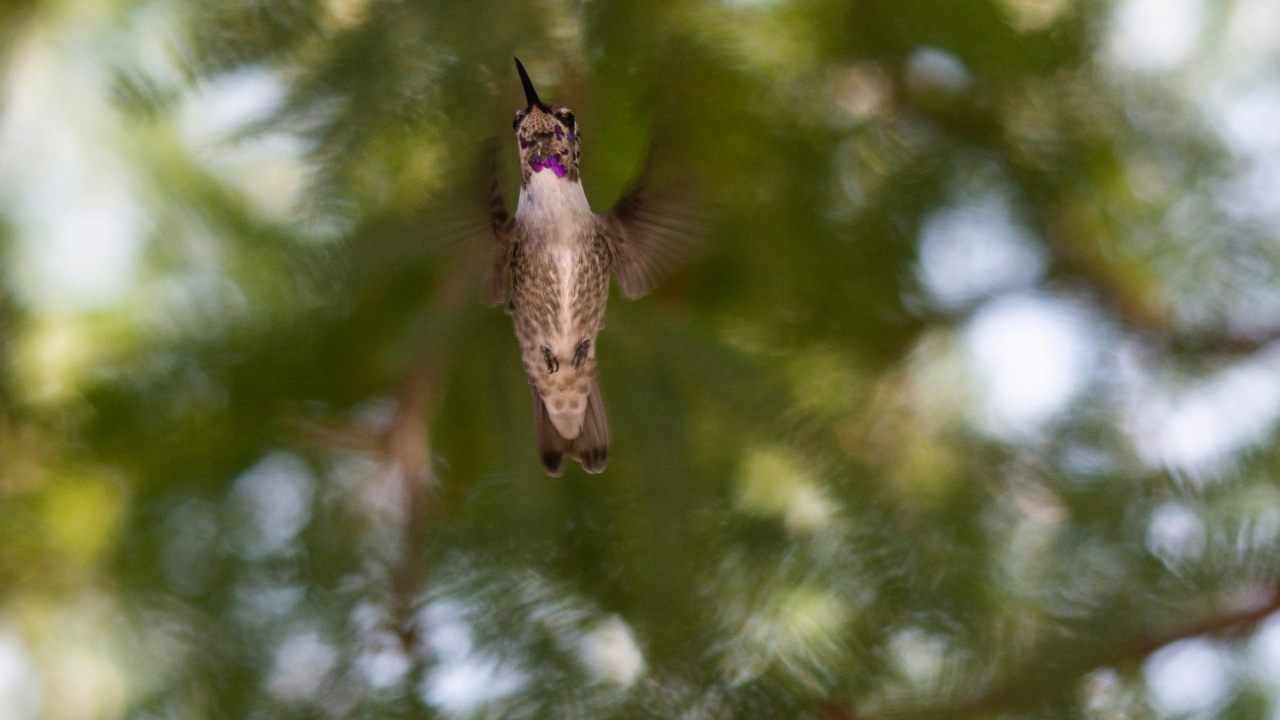 Flying squirrel gliding between tall trees, silhouette against the sky