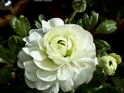Persian ranunculus