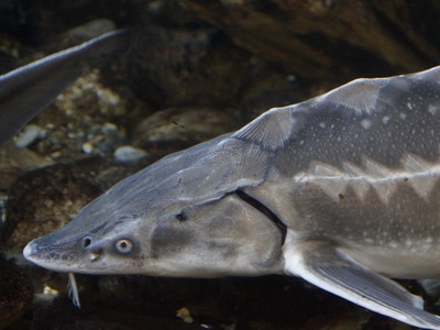 Persian sturgeon