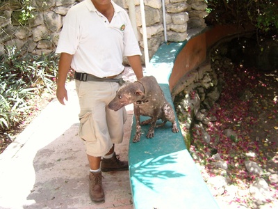 Peruvian Inca Orchid