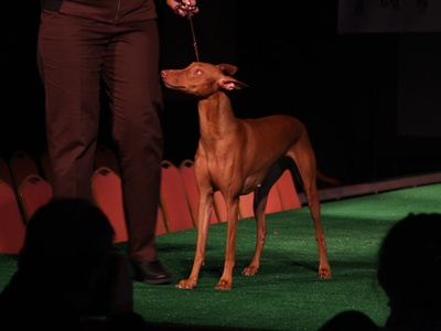 Pharaoh Hound