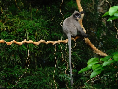 Phayre's langur