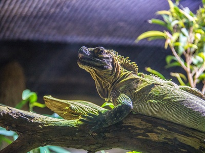 Philippine sailfin lizard