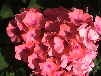Phlox (garden)