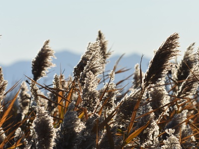 Phragmites (non-native)