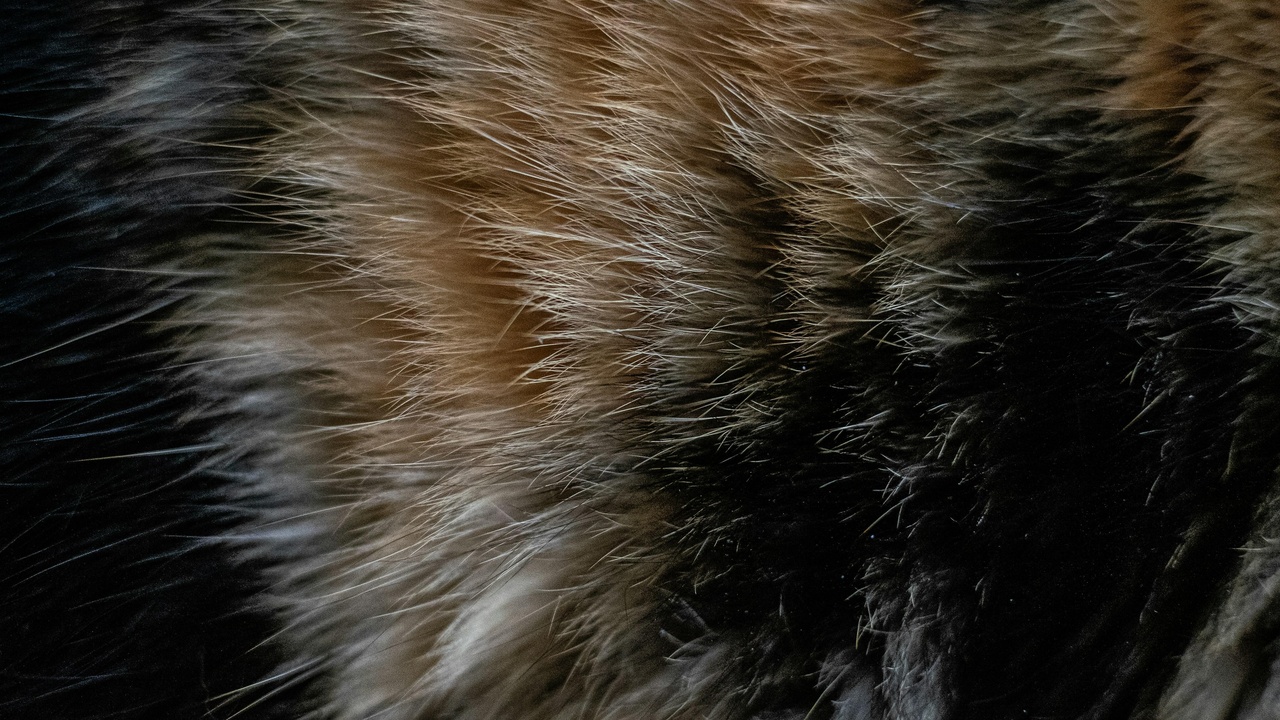 Close-up of a lynx coat and paws in snow, showing ear tufts and camouflage