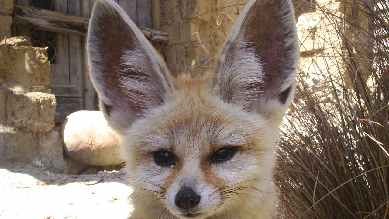 Fennec fox ears and camel hump close-up showing desert mammal physical adaptations
