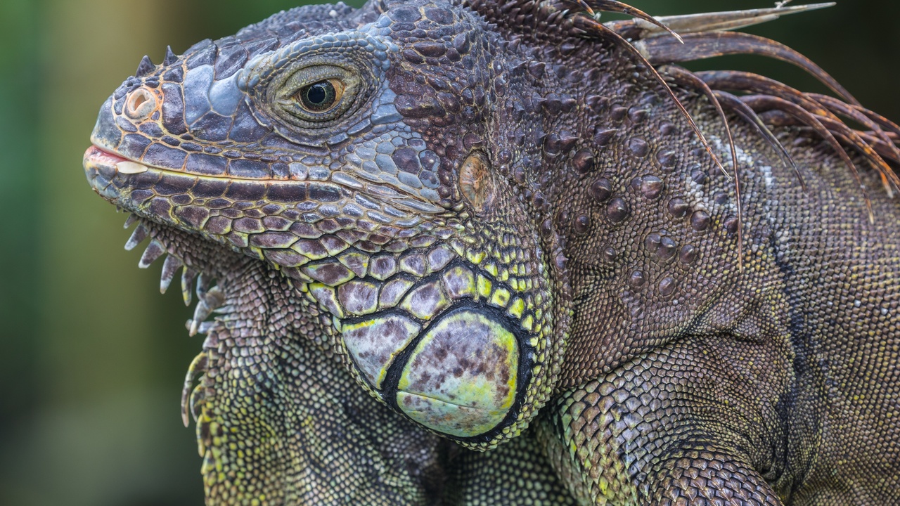 Close-up of a green iguana showing scales, dewlap and tail